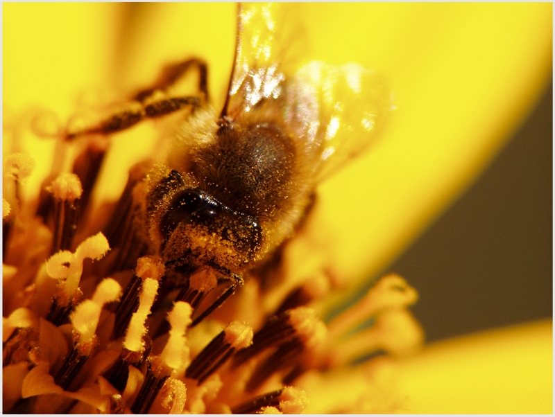 Ape impollinata