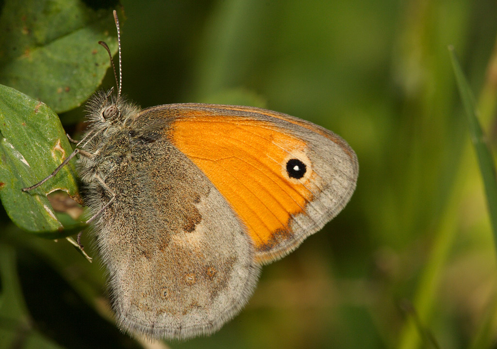 Satyridae
