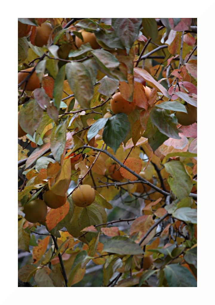 Autunno n2