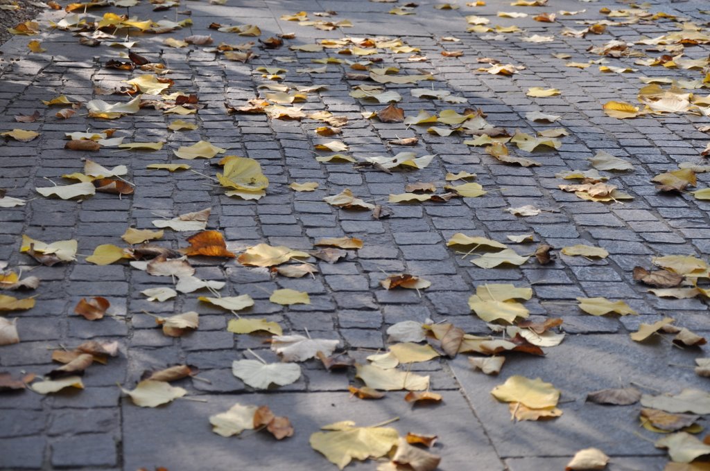 Foglie d'autunno