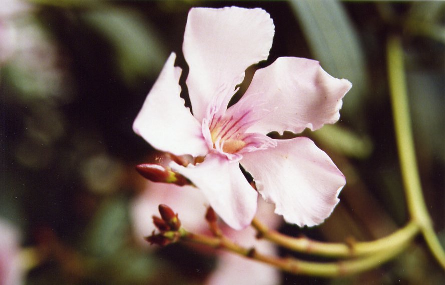 Fiore rosa