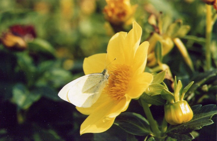 Farfalla