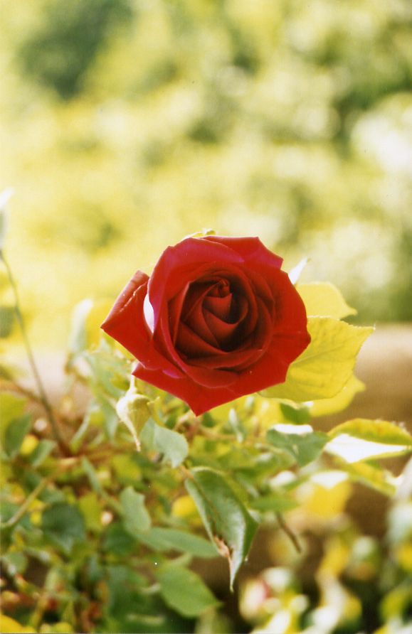 Rosa