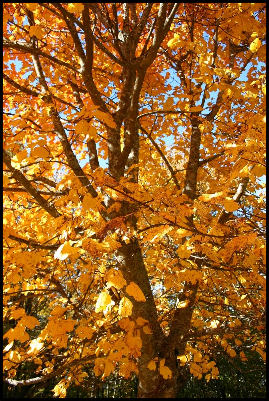 arancio