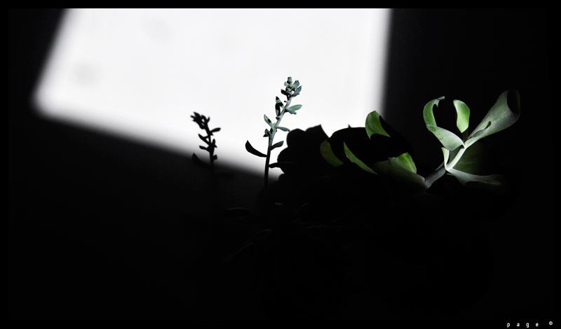 luce