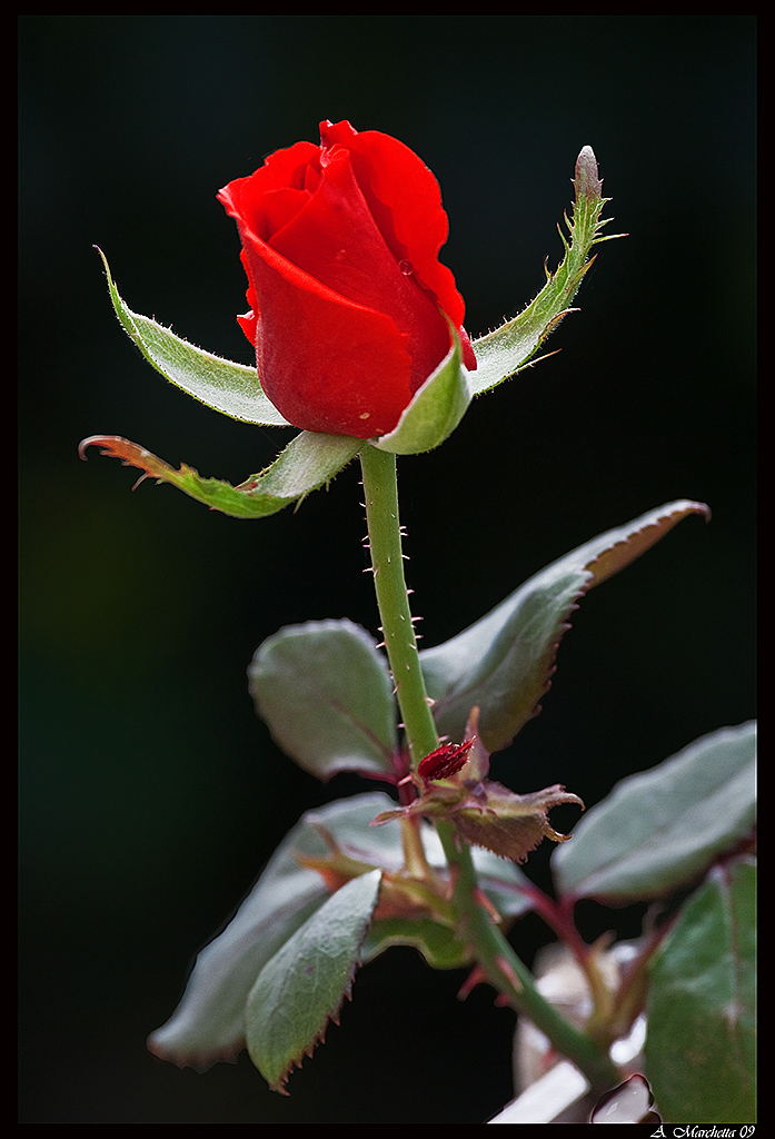 Rosa rossa