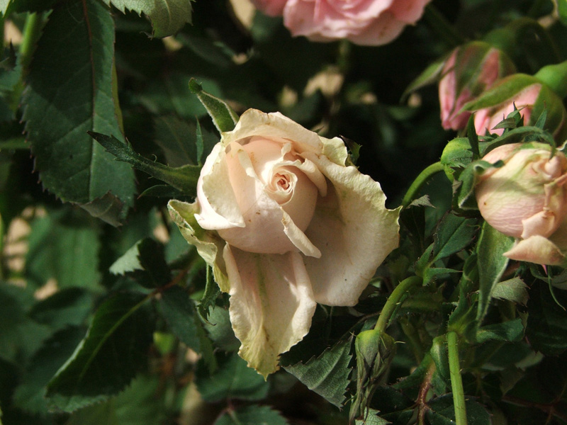 rosa2