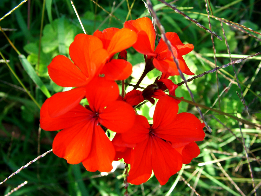 Macro-3