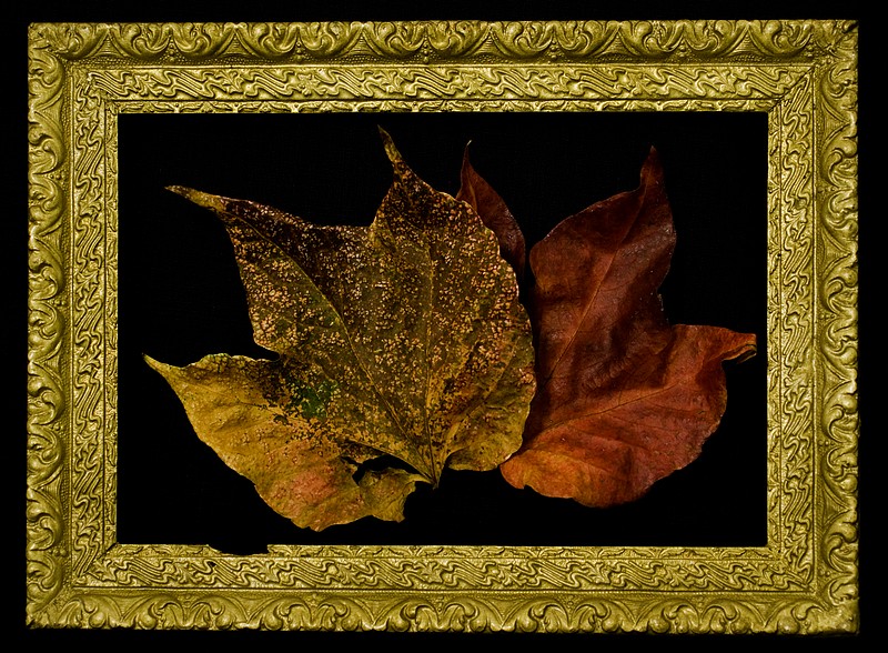autunno incorniciato