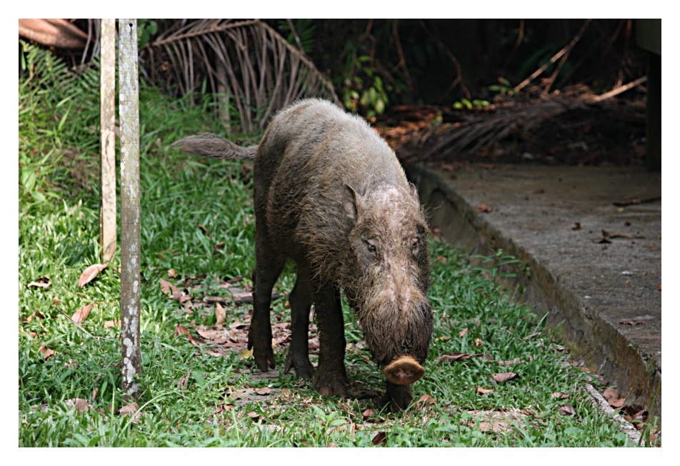 Buffo animale n2