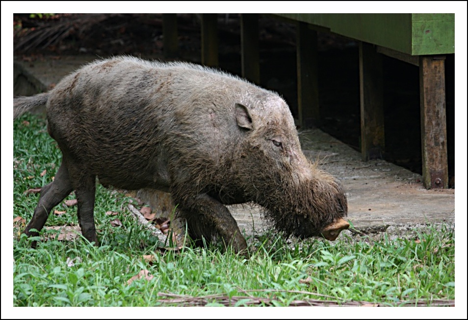 Buffo animale n3