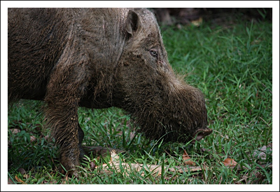 Buffo animale in primo piano