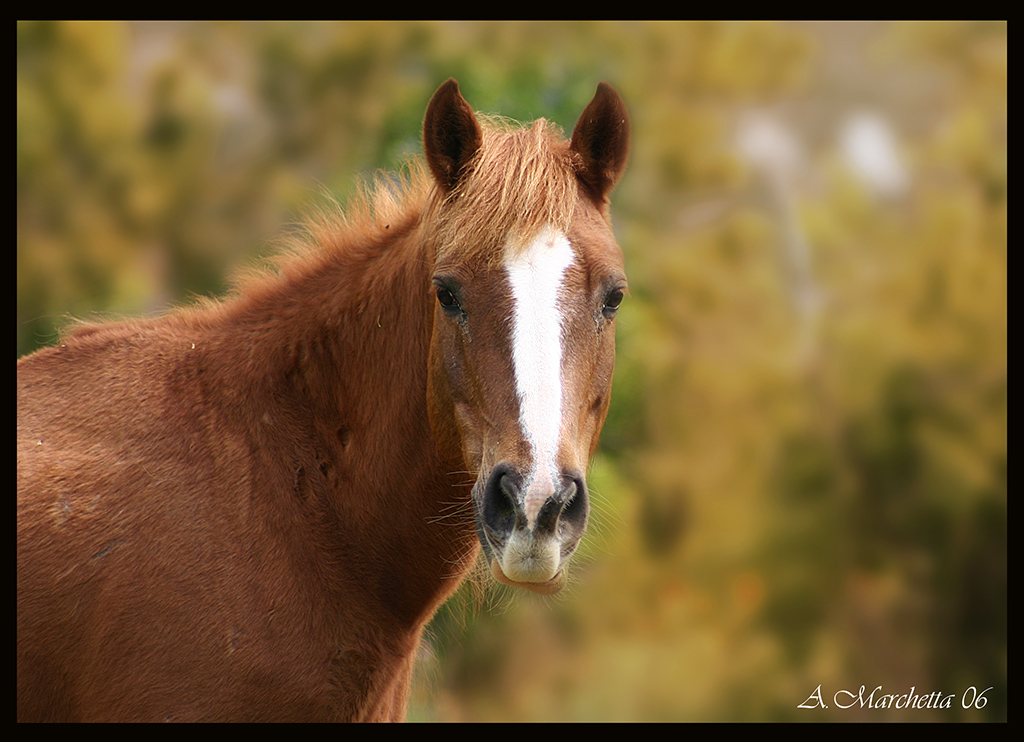 Cavallo
