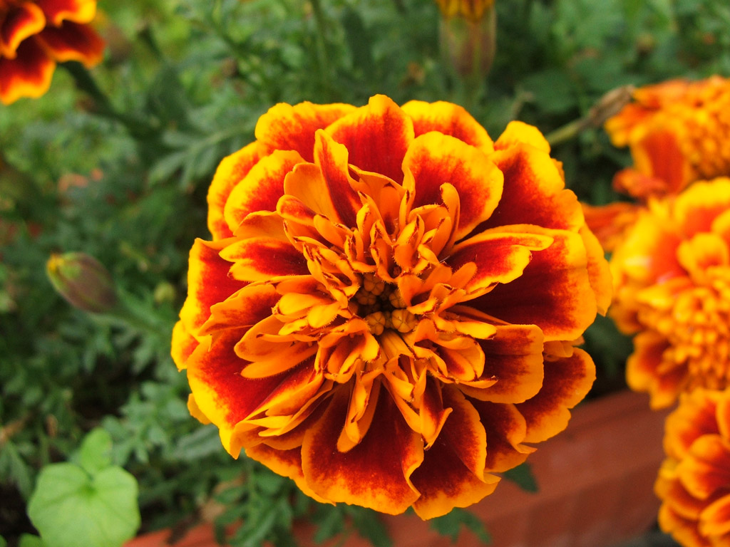 fiore giallo e rosso