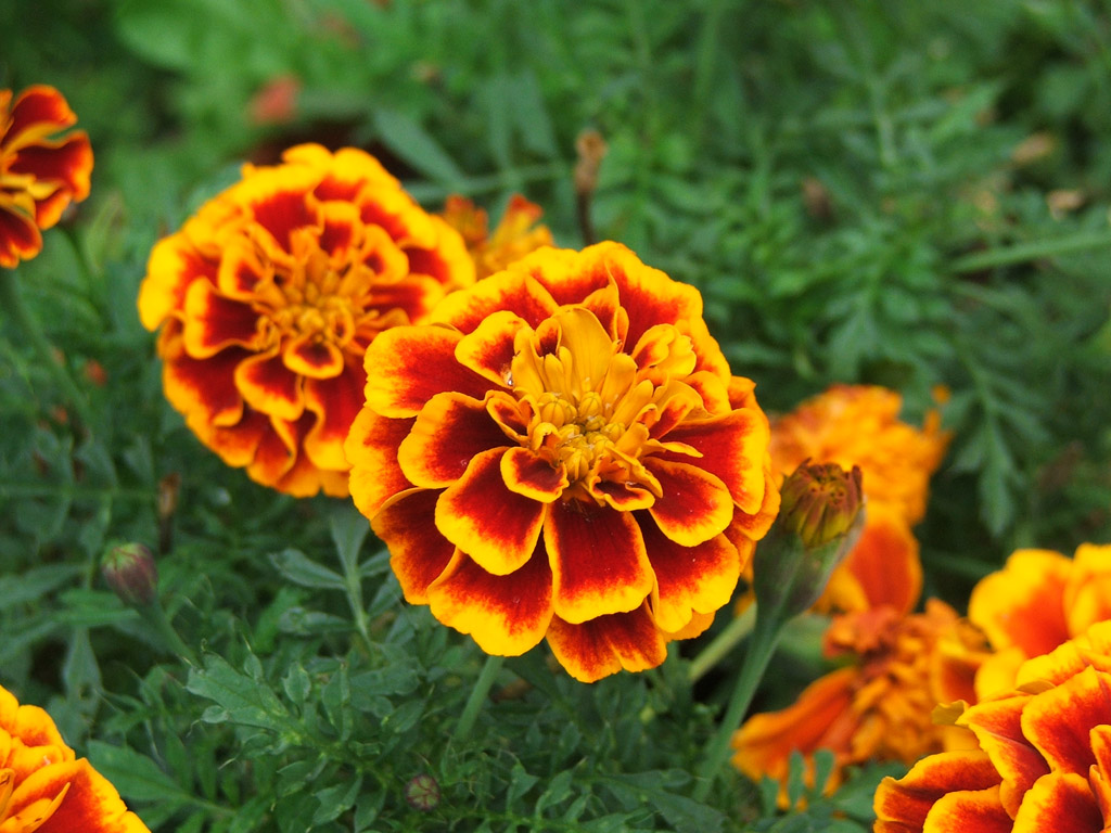 fiori giallo e rossi