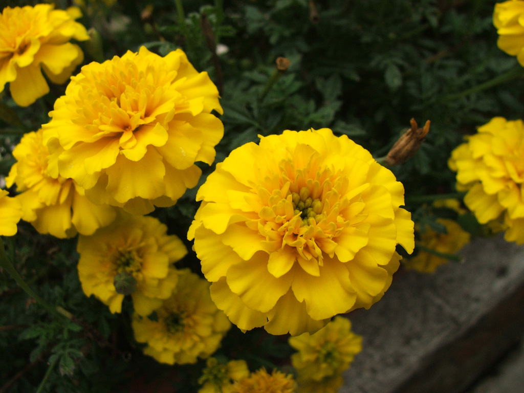fiori gialli