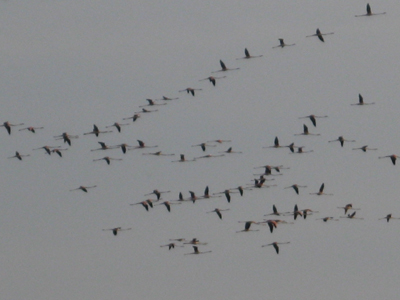 VOLO UCCELLI