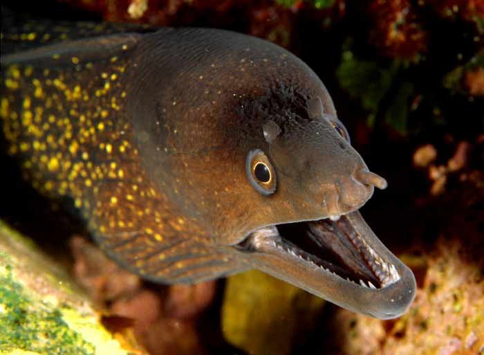 Muraena helena
