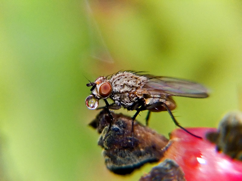 Macro mosca