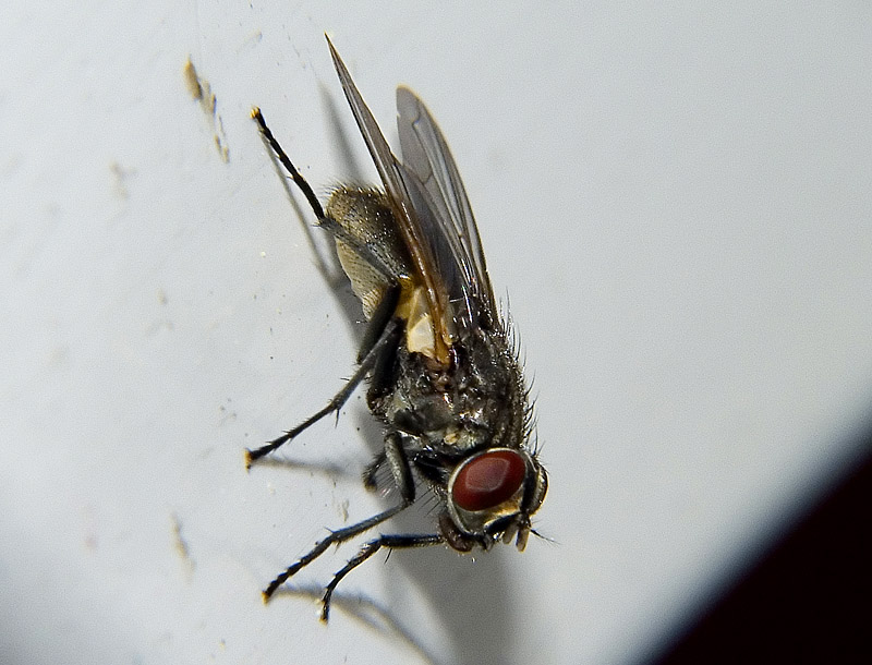 Macro mosca