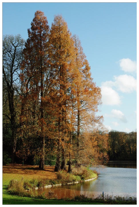 Alberi
