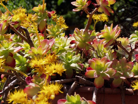 Ancora fiori