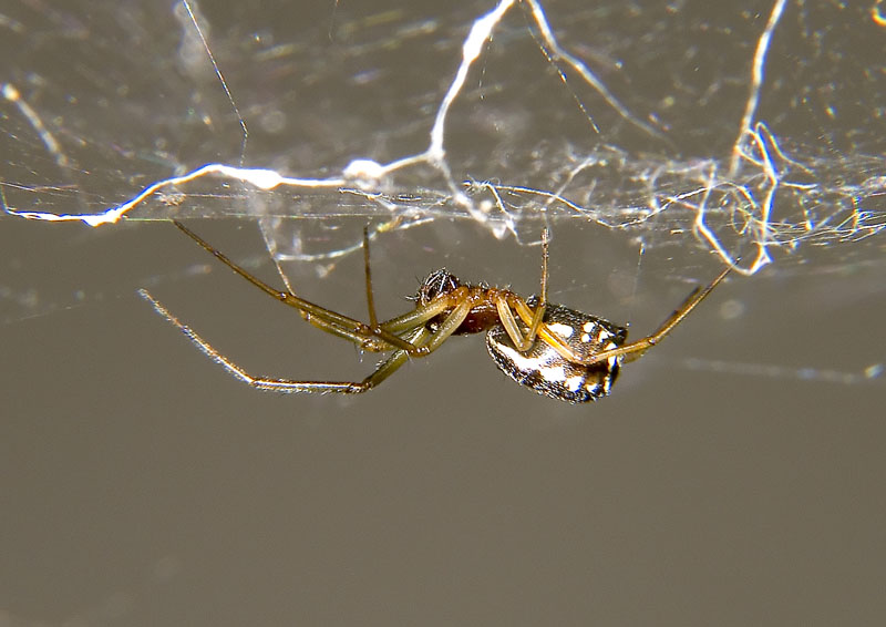 macro ragno