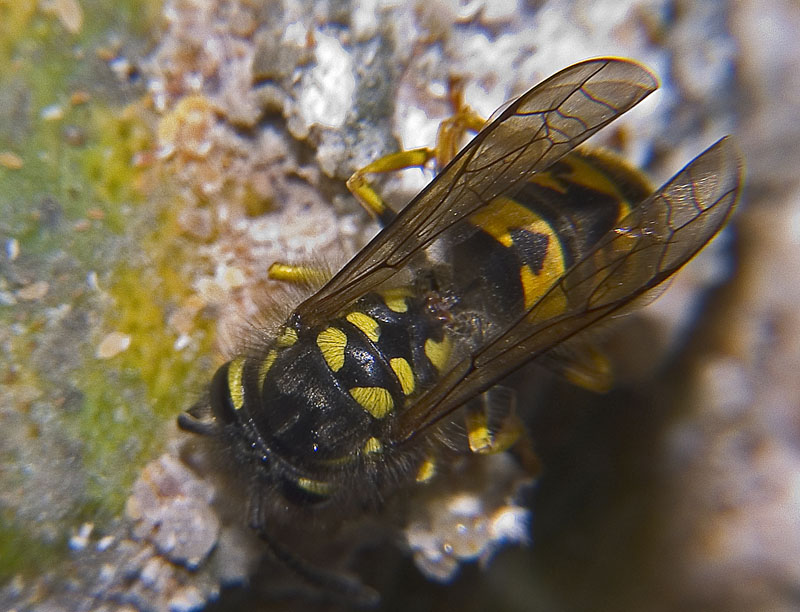 Macro Vespa
