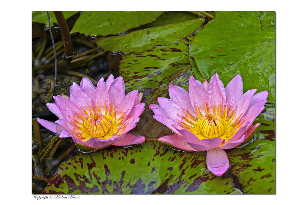 fiori acquatici