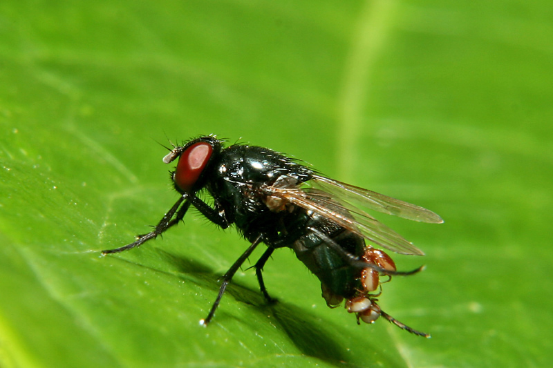 LA MOSCA II - MOLTO SCHIFOSA