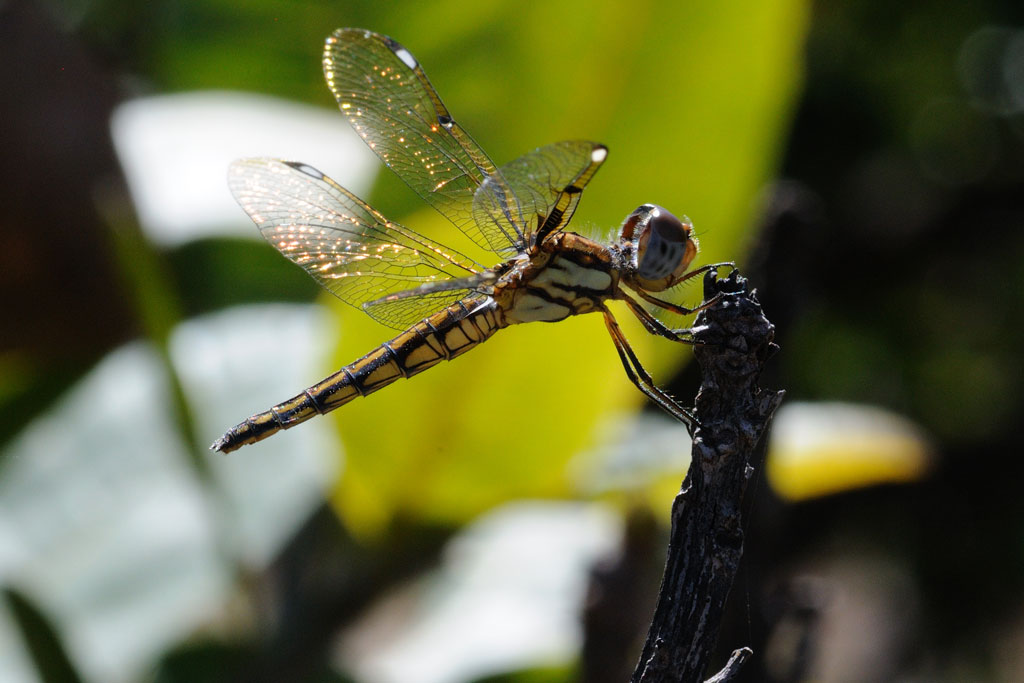 Libellula
