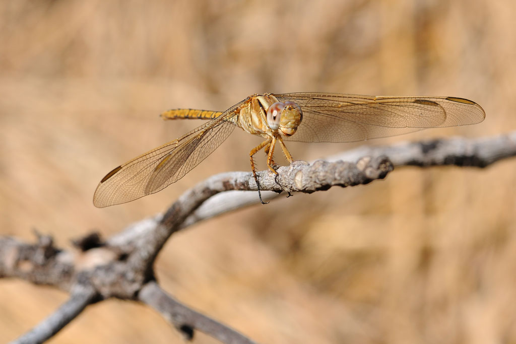 libellula