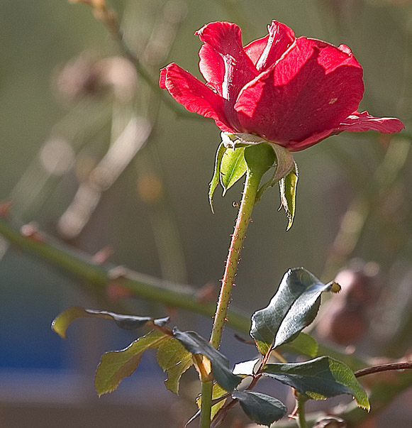 Rosa