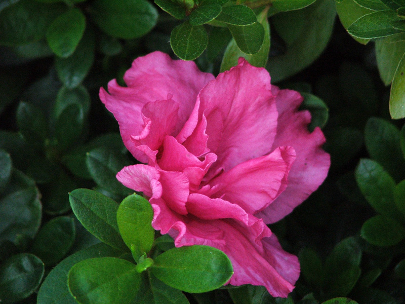 violet flower