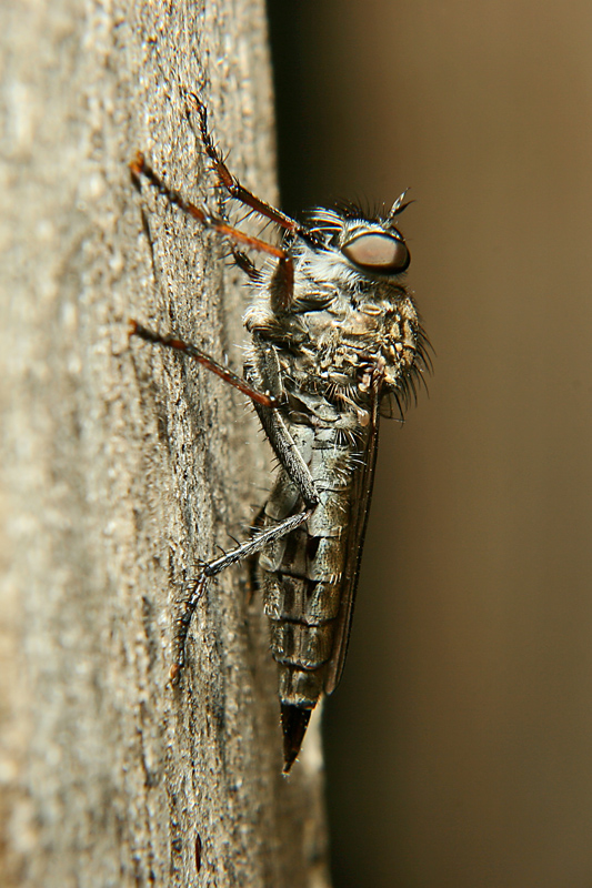 MOSCA CAVALLINA