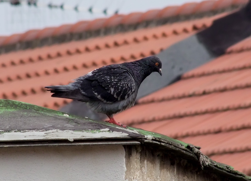 Piccione