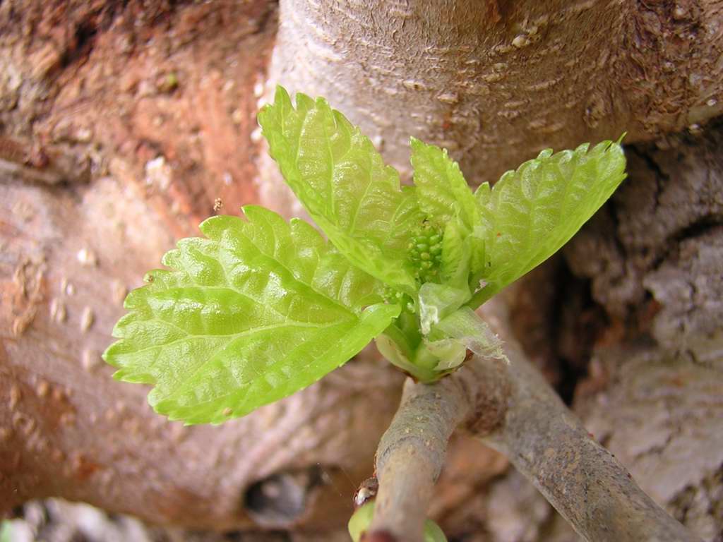macro1