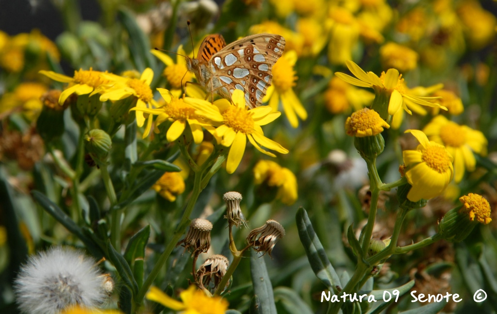 Natura 09