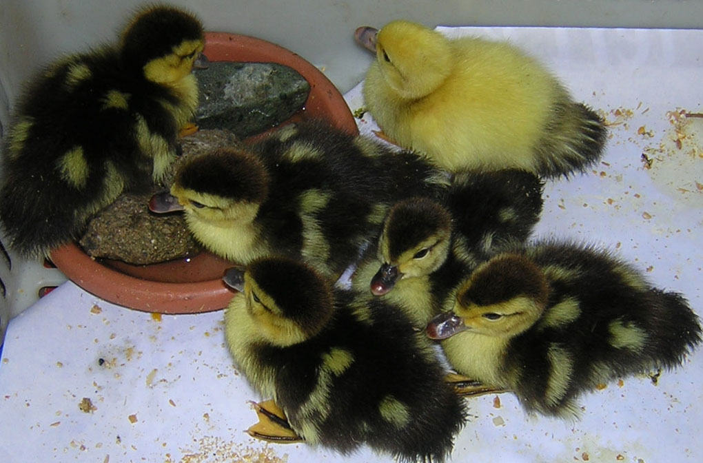 ducks