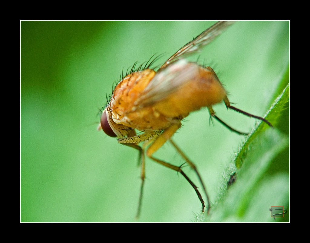 mosca rossa