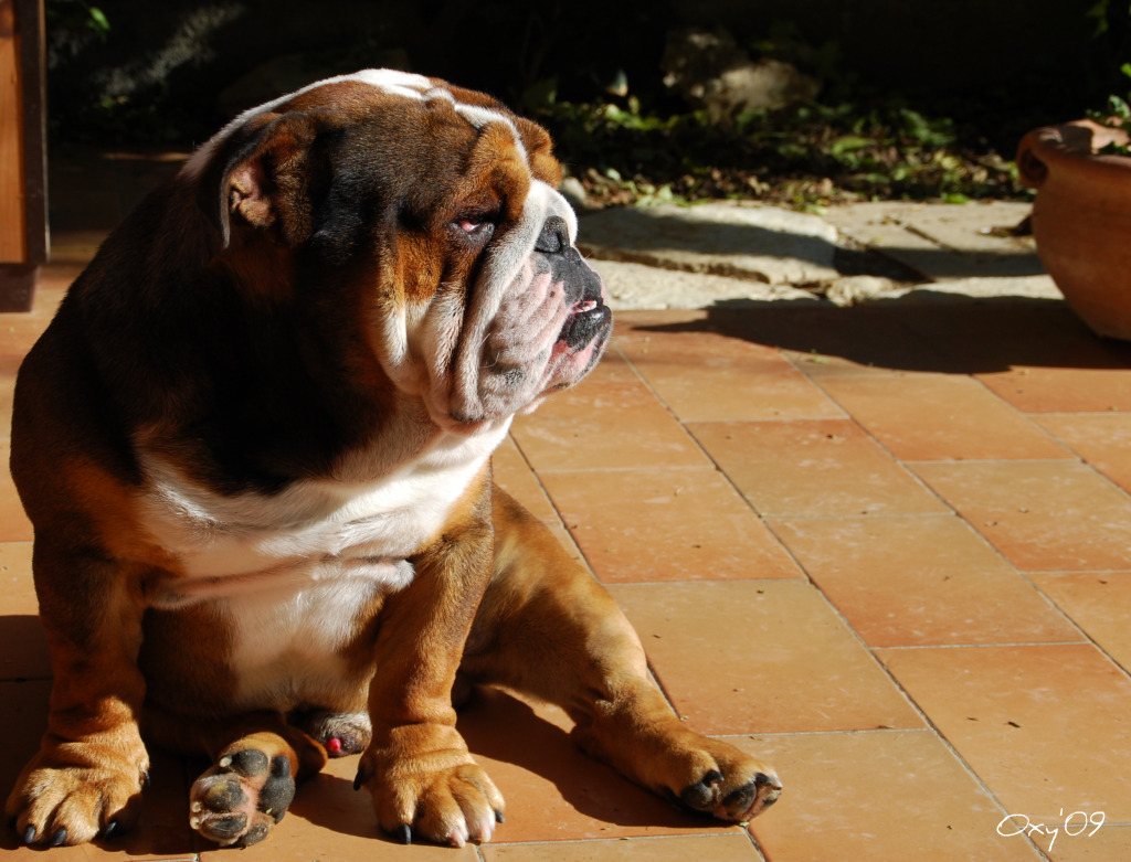cane al sole