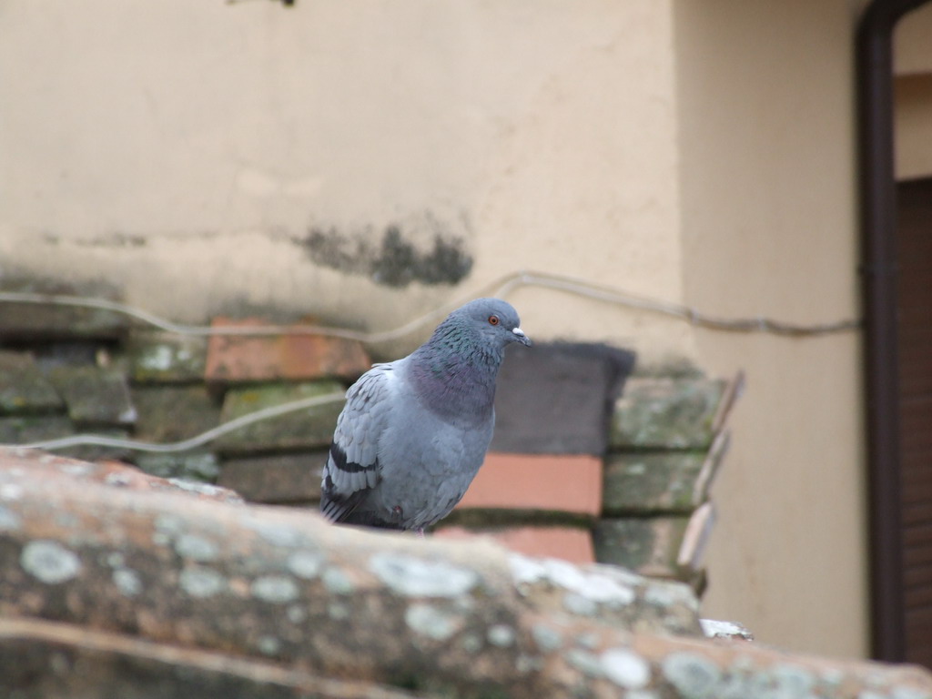 piccione