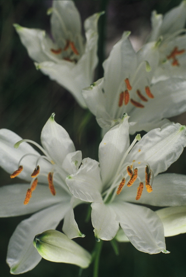 Fiori di montagna