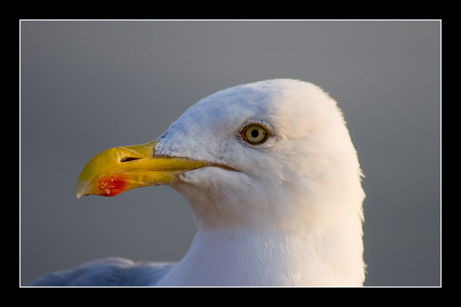 Seagull #2