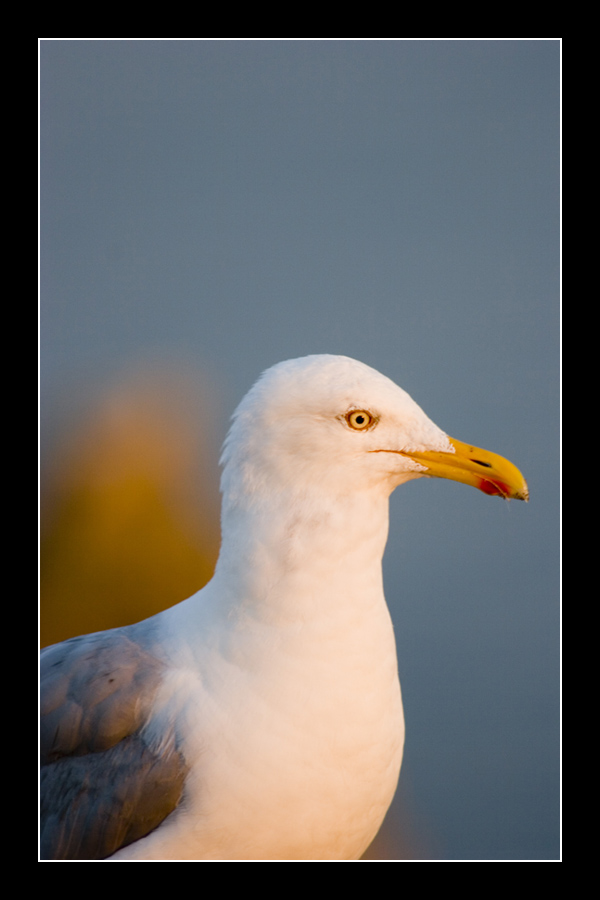 Seagull #3