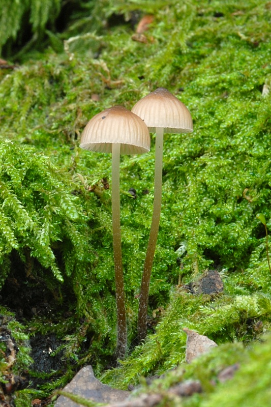 Mycena 3