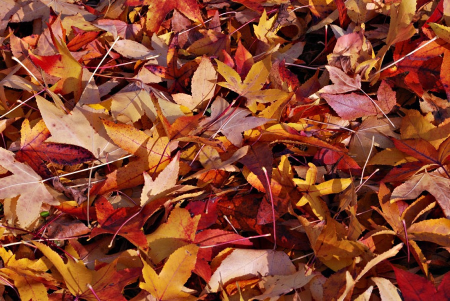 Prato d'autunno