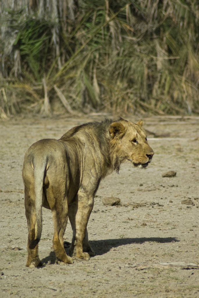 The old king