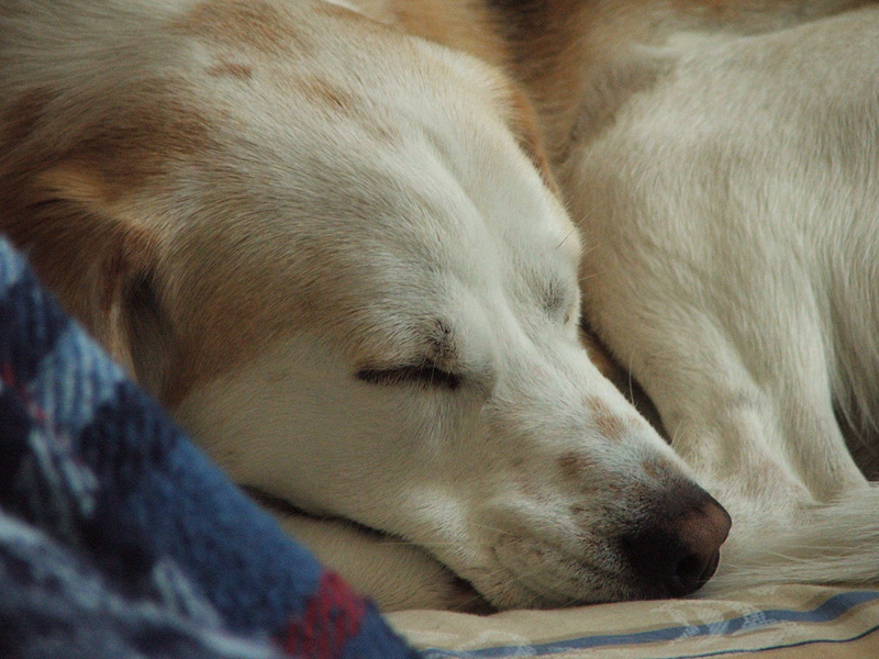 dolce dormir