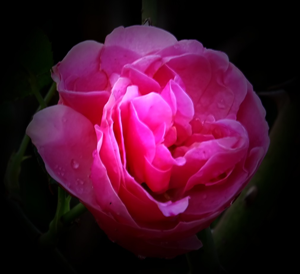 Rosa 3